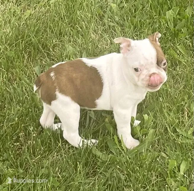 Topanga – Boston Terrier puppy for sale in Claypool, IN