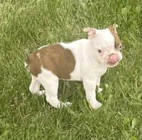 Topanga, a female Boston Terrier for sale in Claypool, IN – 1 of 5