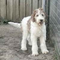 Chip, a male Sheepadoodle for sale in Claypool, IN – Photo 3 of 5