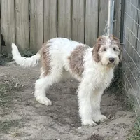 Chip, a male Sheepadoodle for sale in Claypool, IN – Photo 1 of 5