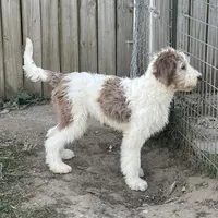 Chip, a male Sheepadoodle for sale in Claypool, IN – Photo 2 of 5