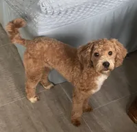 Frankie, a male Bichon Frise and Cavapoo for sale in Claypool, IN – 3 of 7