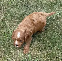 Koda, a male Cavapoo for sale in Claypool, IN – 5 of 6