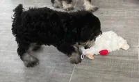 Larry , a male Miniature Schnauzer for sale in Claypool, IN – 4 of 9
