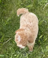 Pretty Boy, a male Bichon Frise and Cavapoo for sale in Claypool, IN – 6 of 7
