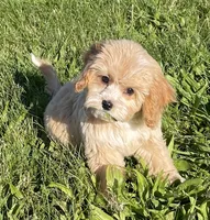 May, a female Bichon Frise and Cavapoo for sale in Claypool, IN – 3 of 7