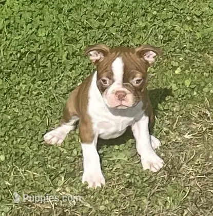 Morgan – Boston Terrier puppy for sale in Claypool, IN