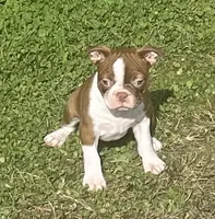 Morgan, a female Boston Terrier for sale in Claypool, IN – 1 of 8