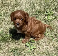 Tara, a female Cavapoo for sale in Claypool, IN – 2 of 8