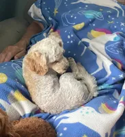 Traveling Mille (Small), a female Bichon Frise and Cavapoo for sale in Claypool, IN – 7 of 10