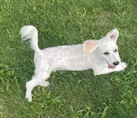 Jasper, a male Havachon for sale in Claypool, IN – 7 of 9