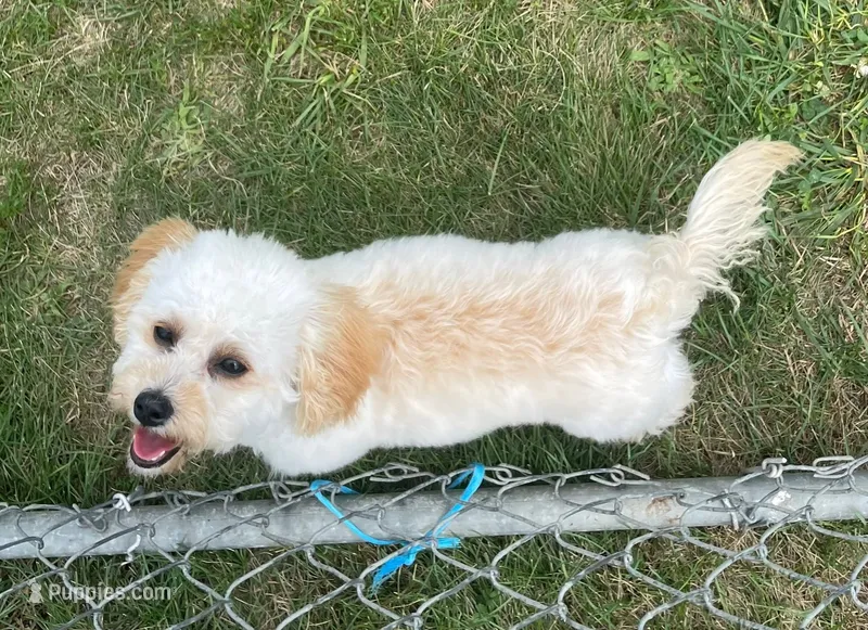 Mighty Mille (Small) – Bichon Frise, Cavapoo puppy for sale in Claypool, IN