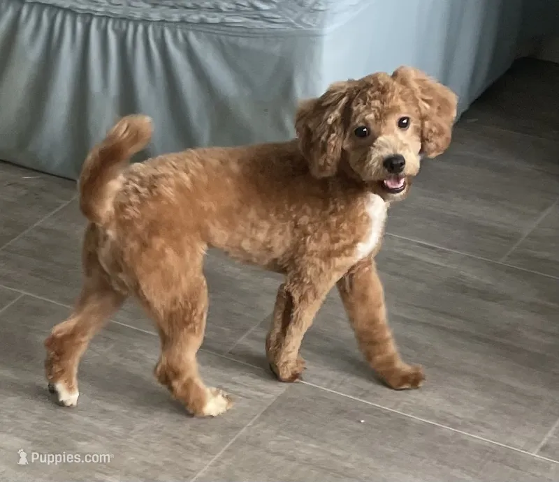 Frankie – Bichon Frise, Cavapoo puppy for sale in Claypool, IN