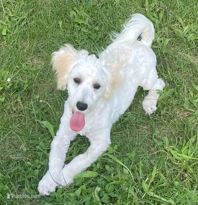 Danny, a male Havachon for sale in Claypool, IN – 1 of 6