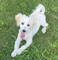 Danny, a male Havachon for sale in Claypool, IN – 1 of 6