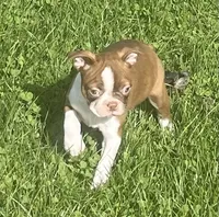 Morgan, a female Boston Terrier for sale in Claypool, IN – 8 of 8
