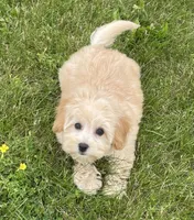 June, a female Bichon Frise and Cavapoo for sale in Claypool, IN – 6 of 7