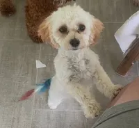 Mighty Mille (Small), a female Bichon Frise and Cavapoo for sale in Claypool, IN – 4 of 8
