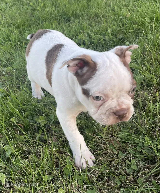 Cory – Boston Terrier puppy for sale in Claypool, IN