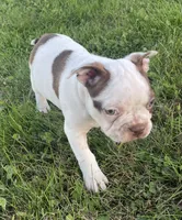 Cory, a male Boston Terrier for sale in Claypool, IN – 1 of 6