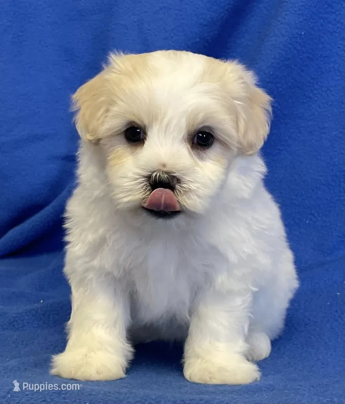 Shiloh – Havachon puppy for sale in Claypool, IN