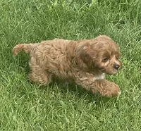 Marta , a female Cavapoo for sale in Claypool, IN – 2 of 6