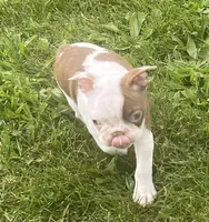 Topanga, a female Boston Terrier for sale in Claypool, IN – 3 of 5