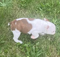Topanga, a female Boston Terrier for sale in Claypool, IN – 2 of 5