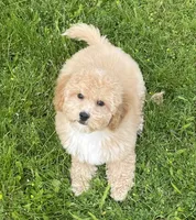 Bo , a male Bichon Frise and Cavapoo for sale in Claypool, IN – 3 of 7