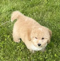 Bo , a male Bichon Frise and Cavapoo for sale in Claypool, IN – 2 of 7