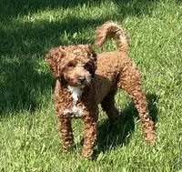 Ruthie -spayed-potty trained, a female Cavapoo for sale in Claypool, IN – 10 of 10
