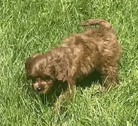 Tara, a female Cavapoo for sale in Claypool, IN – 6 of 8
