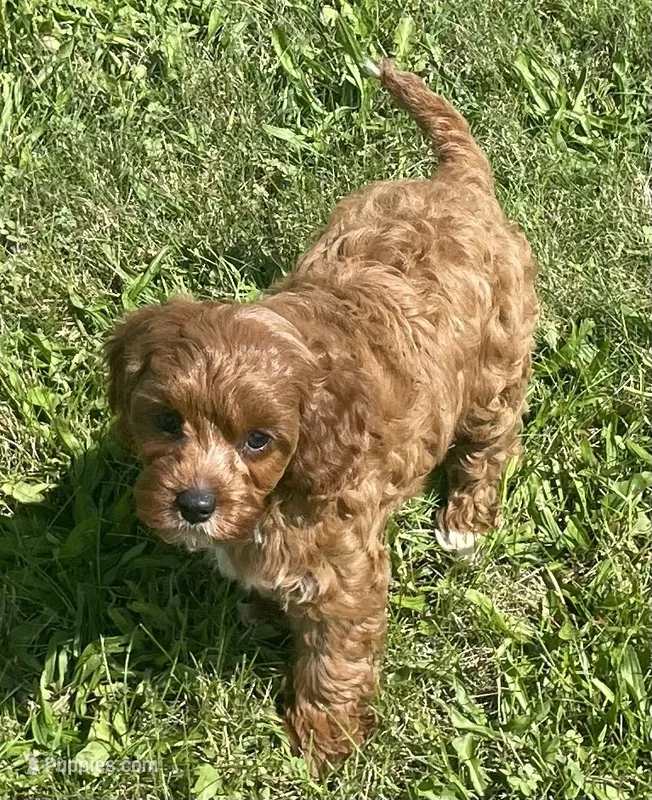 Etta – Cavapoo puppy for sale in Claypool, IN