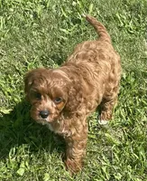 Etta, a female Cavapoo for sale in Claypool, IN – 1 of 6