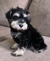 Darrin, a male Miniature Schnauzer for sale in Claypool, IN – 5 of 6