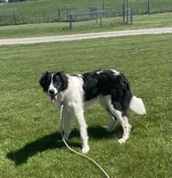 Cinch, a male Sheepadoodle for sale in Claypool, IN – 3 of 7