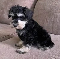 Darrin, a male Miniature Schnauzer for sale in Claypool, IN – 6 of 6
