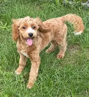 Pretty Boy, a male Bichon Frise and Cavapoo for sale in Claypool, IN – 3 of 7
