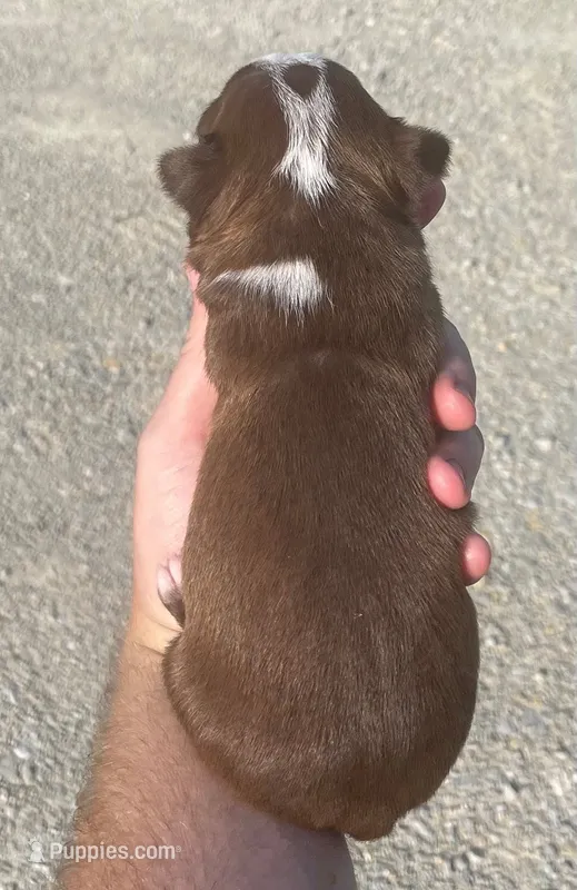Maya – Boston Terrier puppy for sale in Claypool, IN