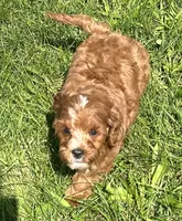 Koda, a male Cavapoo for sale in Claypool, IN – 4 of 9