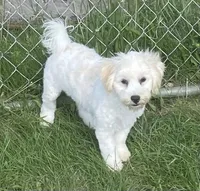 Shiloh, a male Havachon for sale in Claypool, IN – 8 of 8