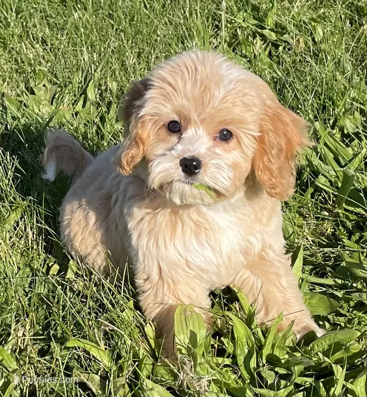 May – Bichon Frise, Cavapoo puppy for sale in Claypool, IN