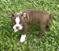 Maya, a female Boston Terrier for sale in Claypool, IN – 5 of 6