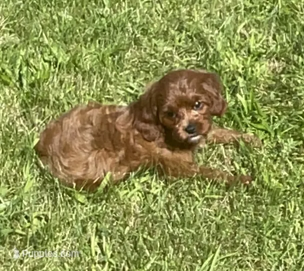 Tara – Cavapoo puppy for sale in Claypool, IN