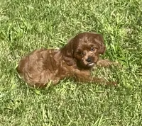 Tara, a female Cavapoo for sale in Claypool, IN – 1 of 8