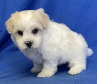 Shiloh, a male Havachon for sale in Claypool, IN – 7 of 7