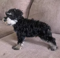 Larry , a male Miniature Schnauzer for sale in Claypool, IN – 8 of 9