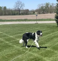 Cinch, a male Sheepadoodle for sale in Claypool, IN – 2 of 7