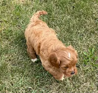 Ezra, a male Cavapoo for sale in Claypool, IN – 7 of 8