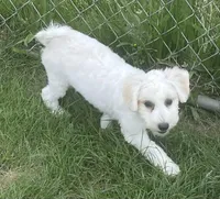 Polly, a female Havachon for sale in Claypool, IN – 3 of 6